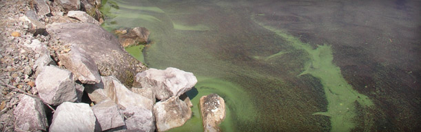 Fleurs d'eau de cyanobactéries