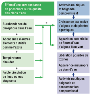Diagramme des causes de la surabondance de phosphore