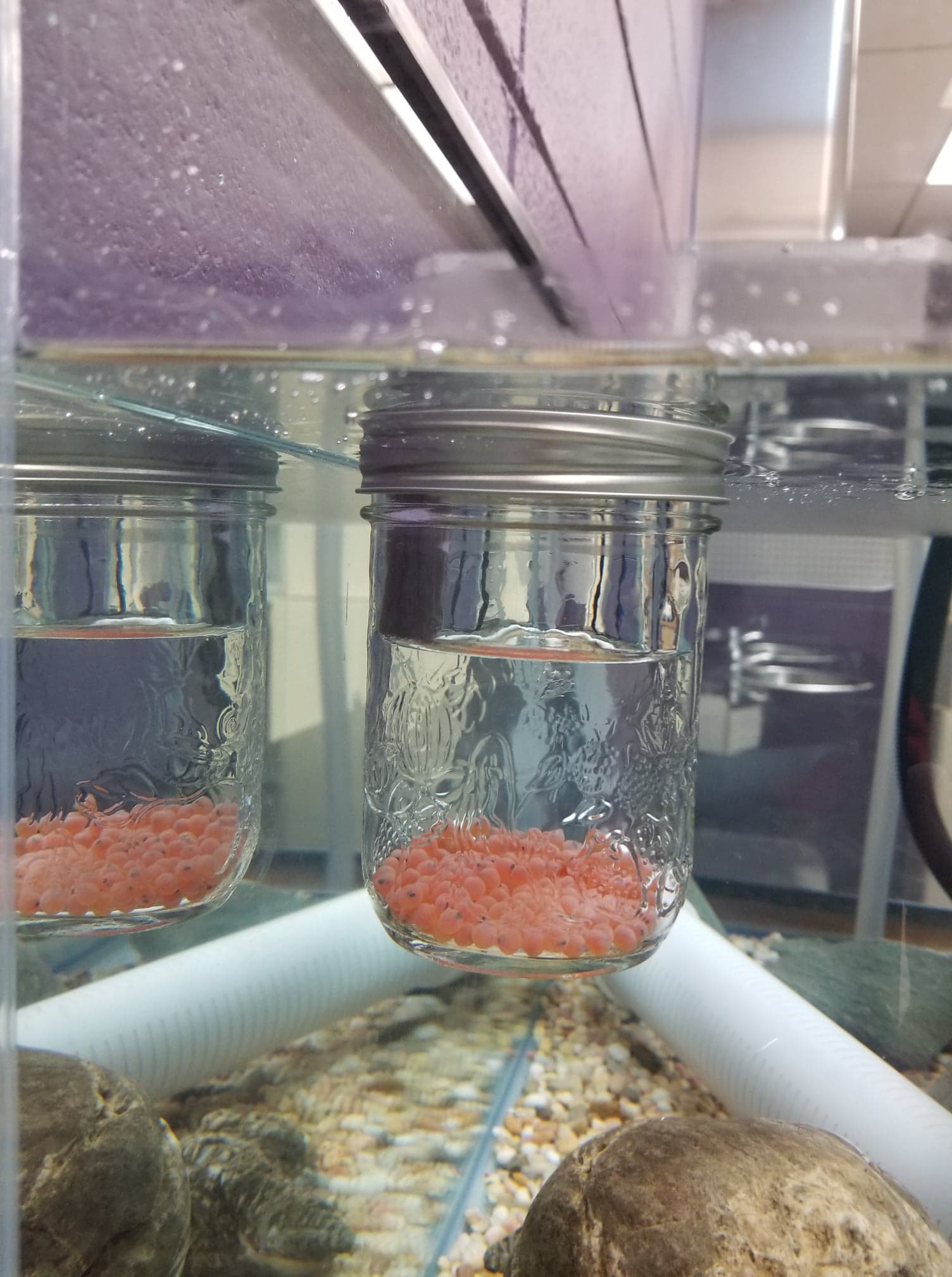 Les œufs en train d'être acclimatés à la température de l'eau de l'aquarium pour éviter un choque thermique