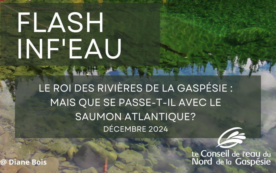 Le roi des rivières de la Gaspésie : Mais que se passe-t-il avec le saumon atlantique?